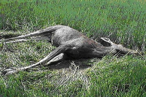 Mieszkańcy udmurtii musieli zajmować się szalonym łoś